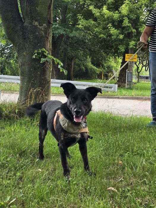 Bruno piesek do adopcji schronisko sokołów