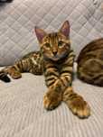 Wyjątkowy Kocur Bengal - gotowy do zmiany domu