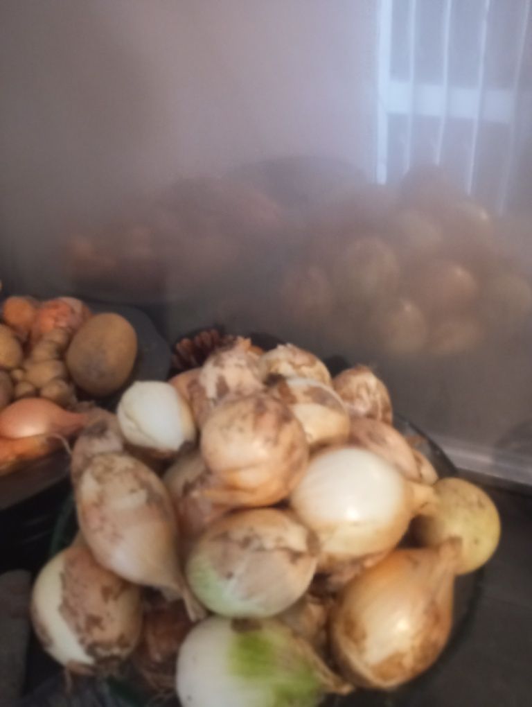 Cebolas nascidas só com agua