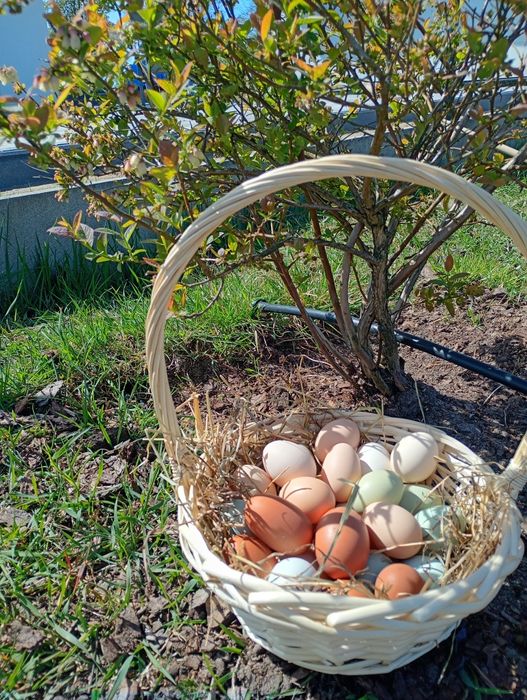 Jajka wiejskie bez paszy