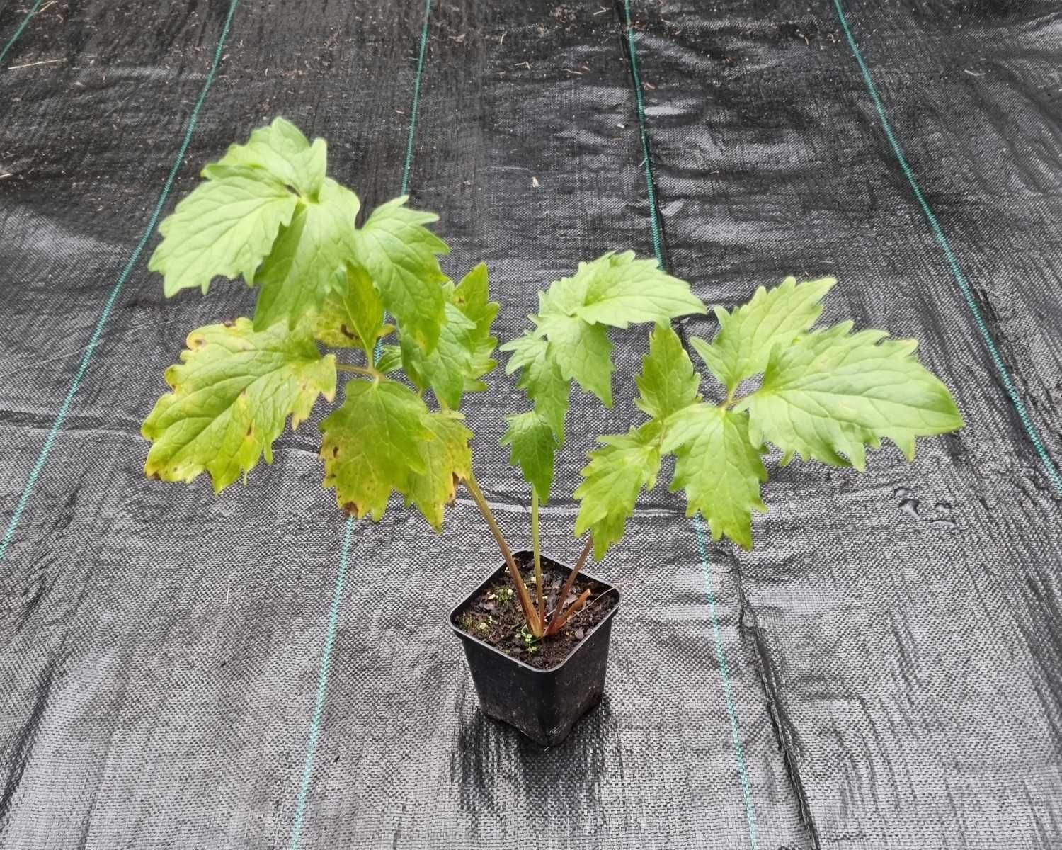 Kozłek lekarski Valeriana officinalis sadzonka doniczka P9