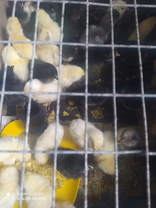 Продам циплят мясо-яєчної породи