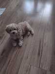 Maltipoo uroczy szczeniaczek