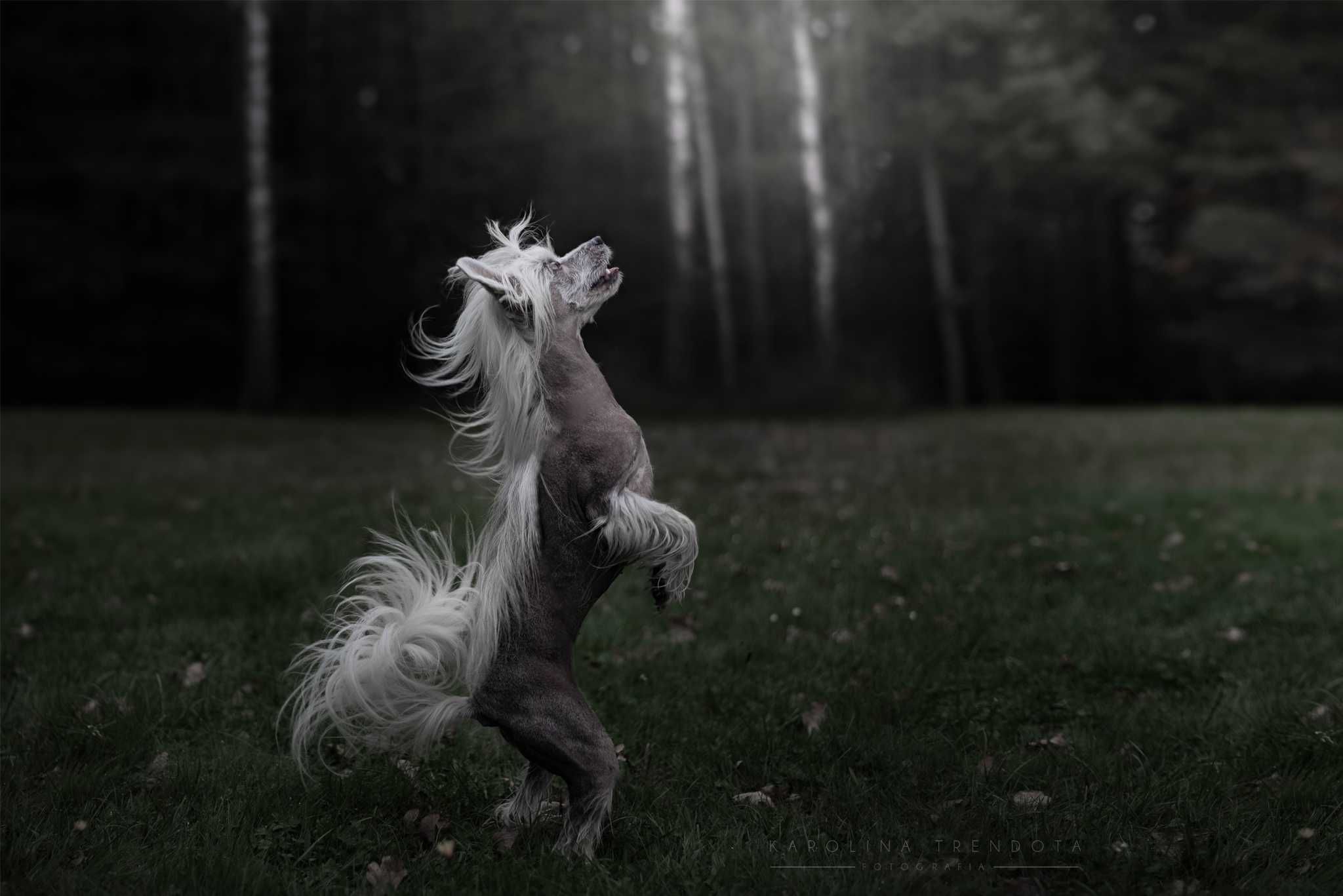 Sesja fotograficzna PIES i KOT / zwierzak