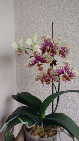 Продам орхідею фаленопсис сортовий Чармер