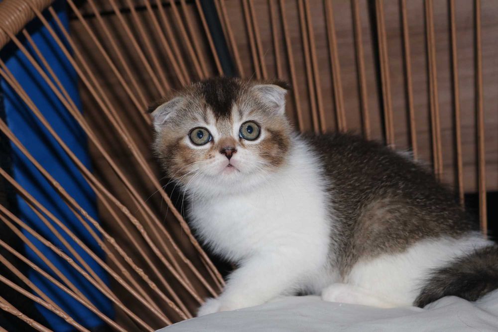 Uma gatinha scottish  fold bicolor