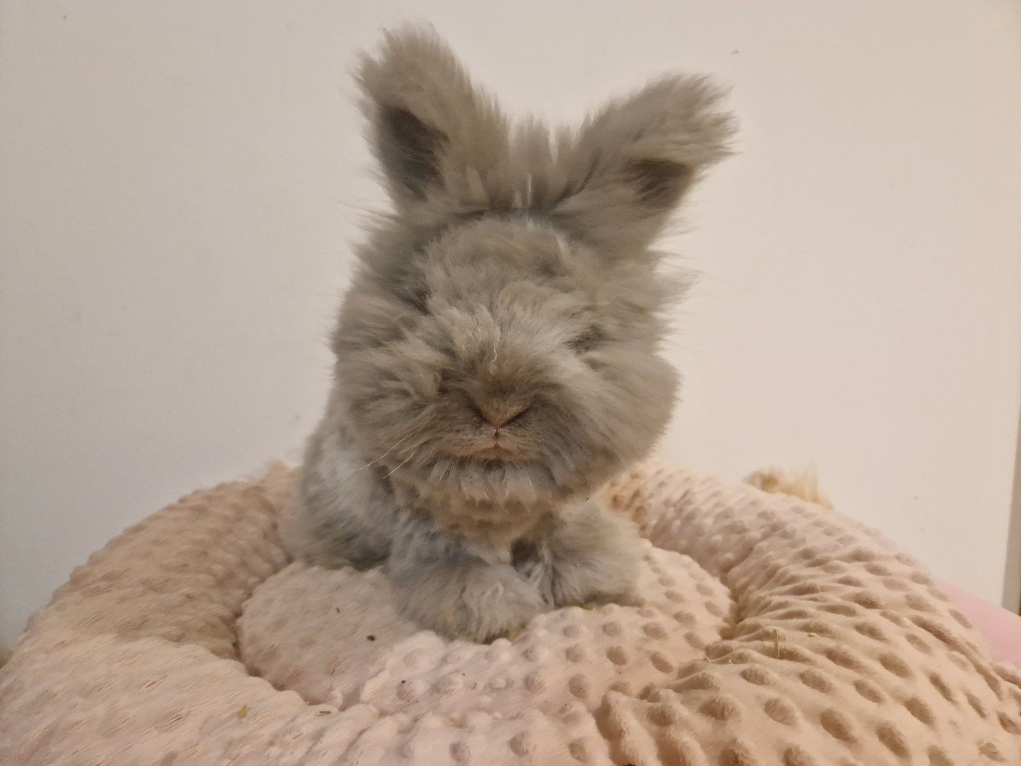 Angora Angielska, miniaturowa York, yorczek- wspanialy, 100% rasowy kr