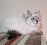 Przepiękny kocurek ragdoll