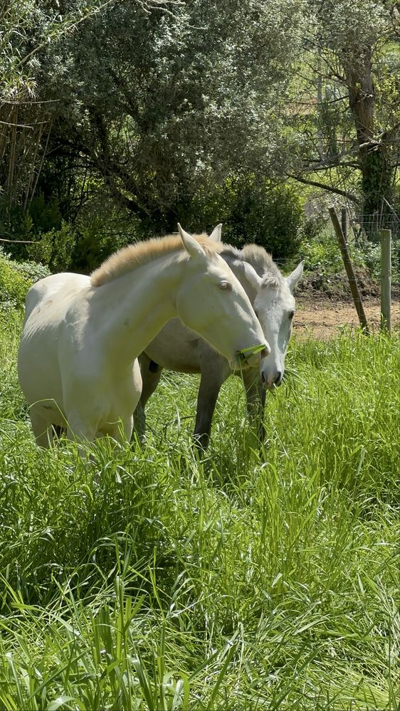 Cavalo com 4 anos, super mansinho.
