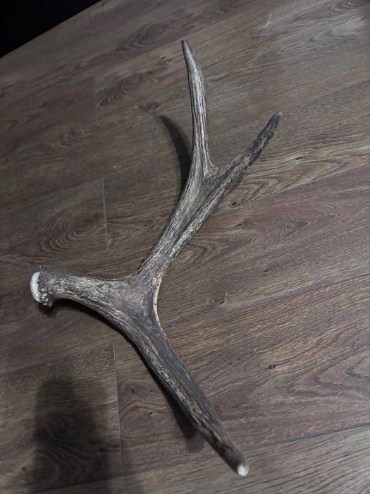 Продам роги оленя