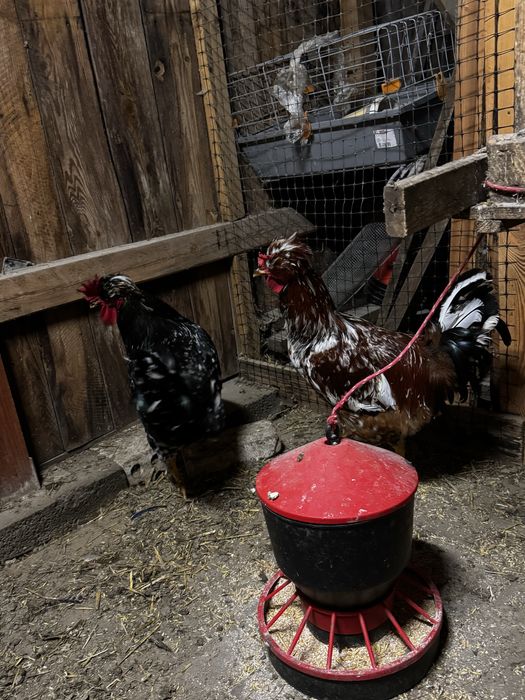 Kogut koguty włoszka australorp czubatka mix