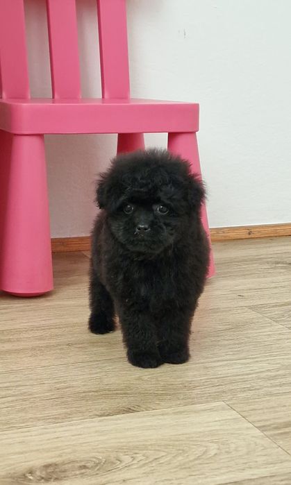 Pomapoo , piesek