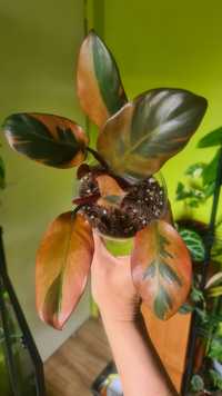 Black cardinal  variegata philodendron