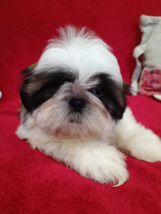 Неймовірні дівчата ши тцу у найкращі ручки КСУ ( FCI )