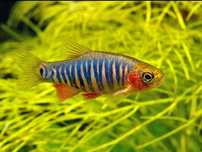 Razbora Danio Erythomicron