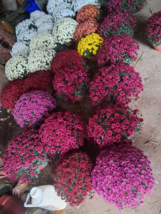 Sprzedam chryzantemy