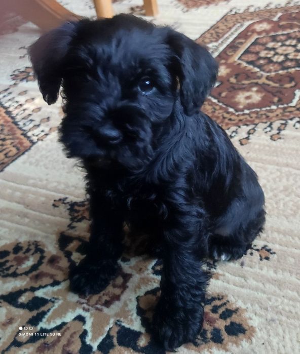 Sznaucer miniaturowy czarny piesej