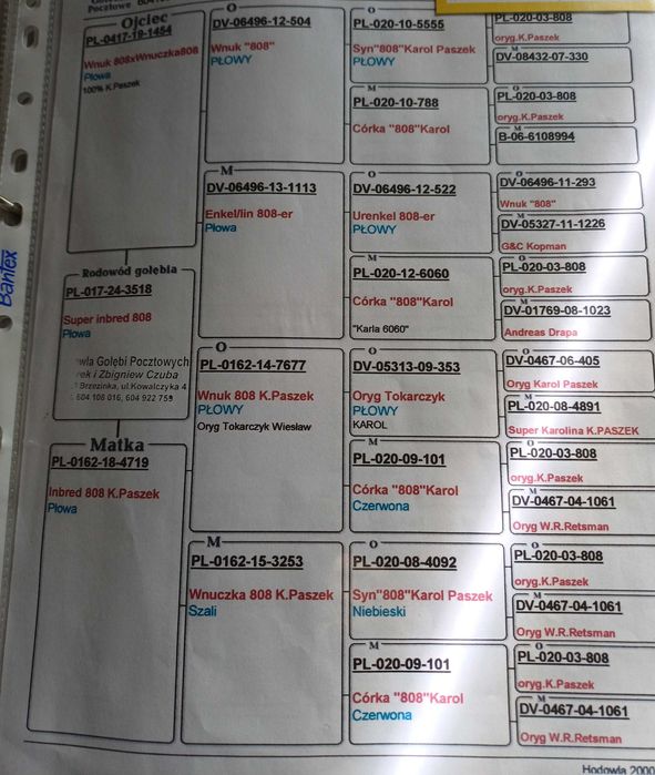 Gołąb pocztowy inbred na 808 Samica