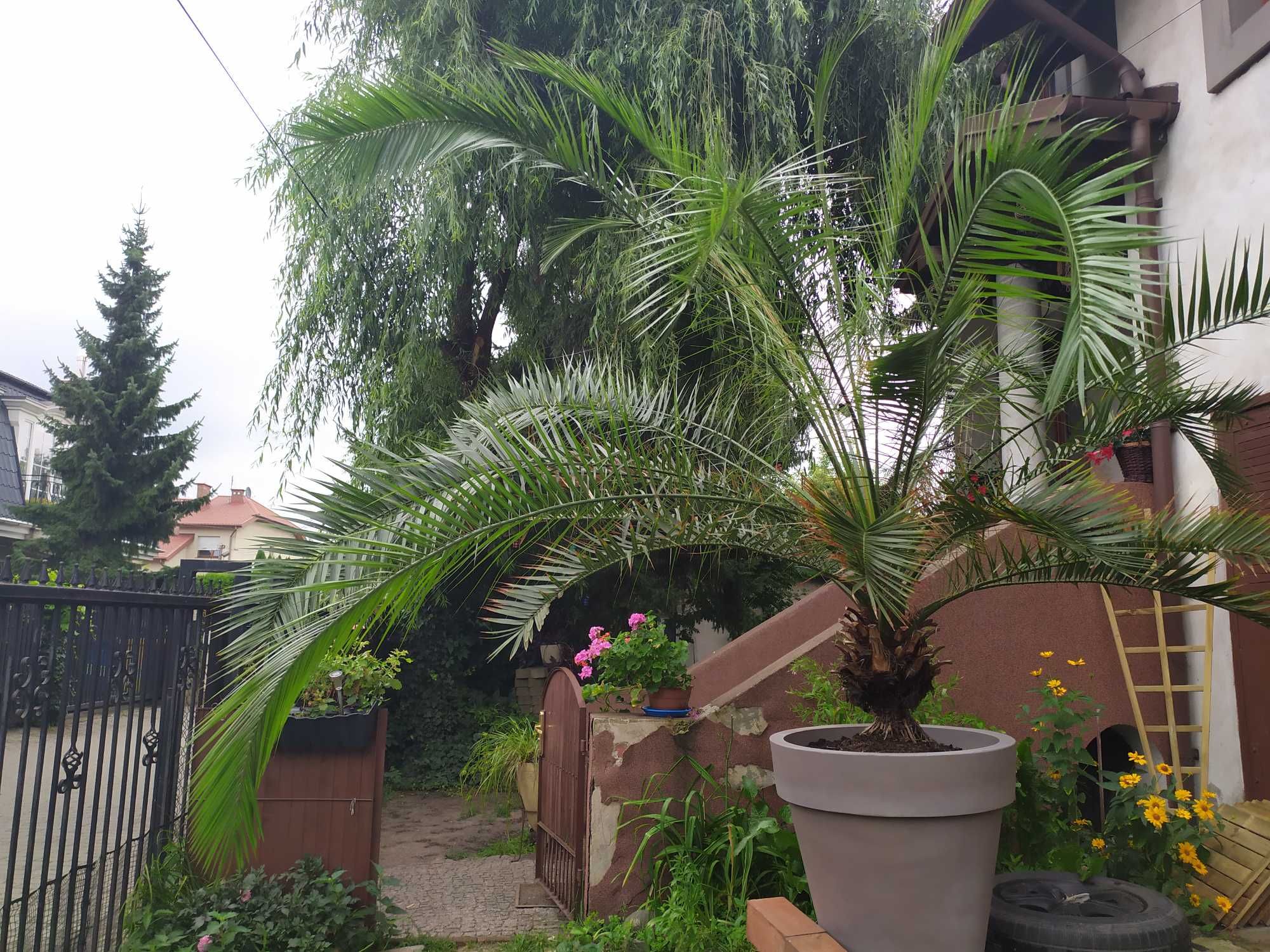PALMA Sprzedam lub zamienie około 50 letnią palmę  wysoką na  4m