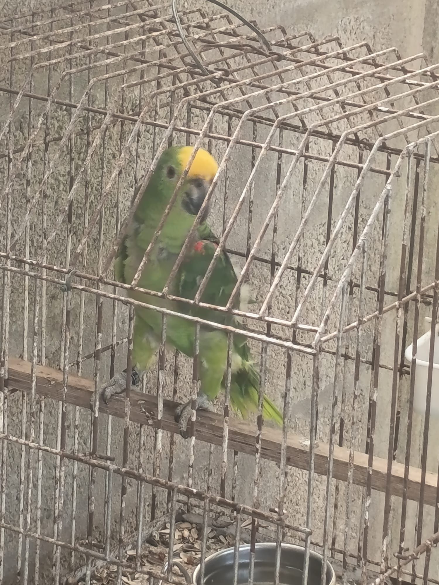 Papagaios  Amazônica