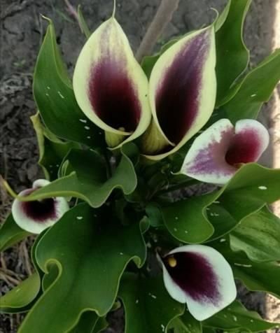 ЇїКали каллы клубні