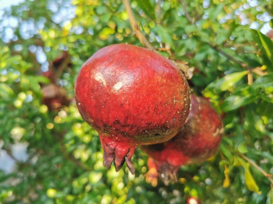 Romã diospiro fruto biológico