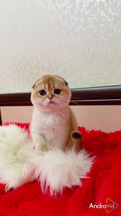 Шикарная вислоухая девочка золотая шиншилла