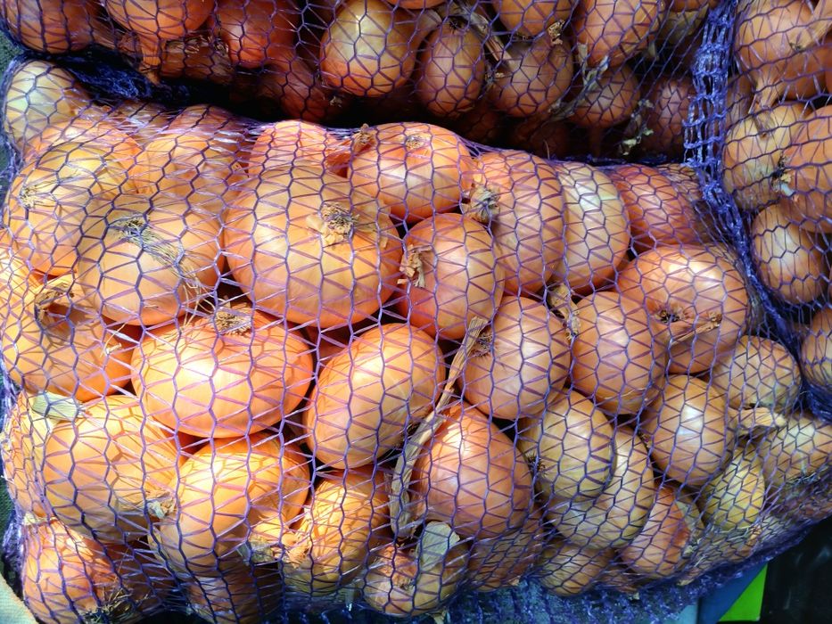 Голландська цибуля