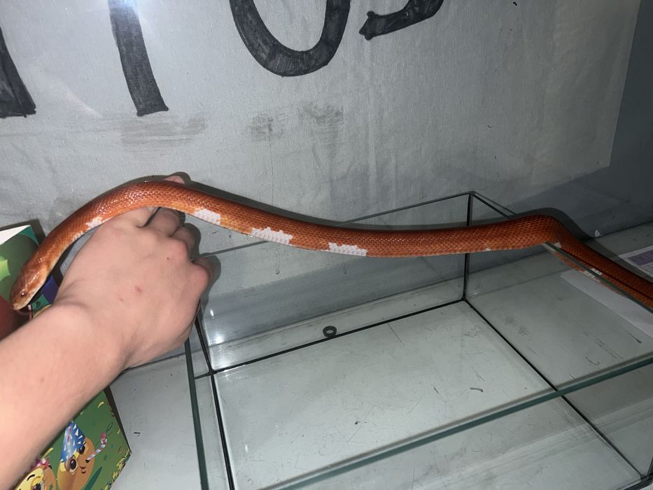 Wąż zbożowy samiec bloodred pied sided + box