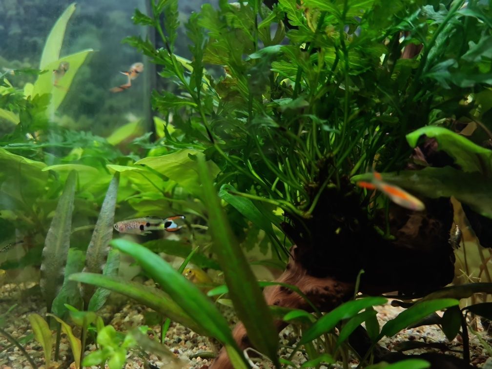 3 akwaria (1 full opti) filtry lampy podłoża akcesoria gadżety i życie