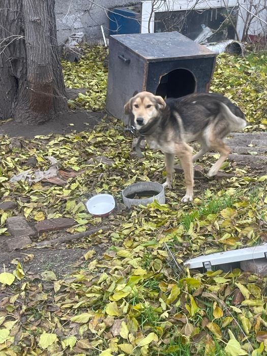 Отдам собак с будками