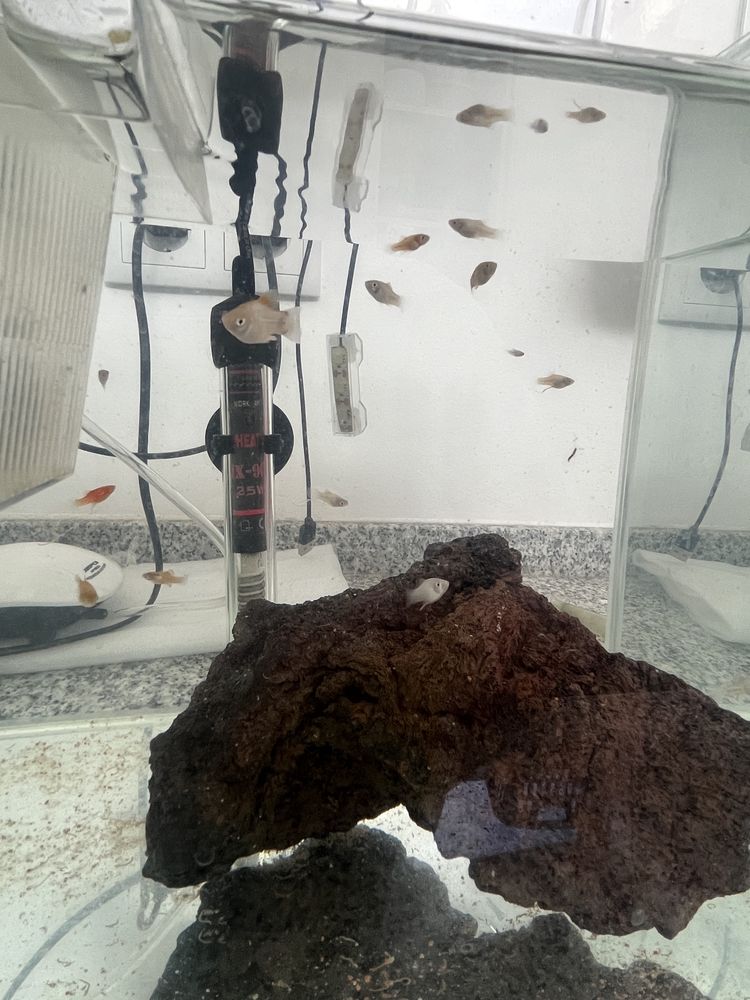 Platy juvenis variados