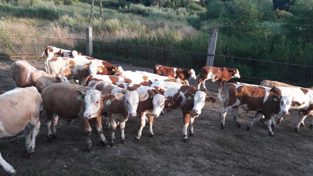 Simental 100% Byczki Cielaki Mięsne Extra Genetyka Świetny Materiał