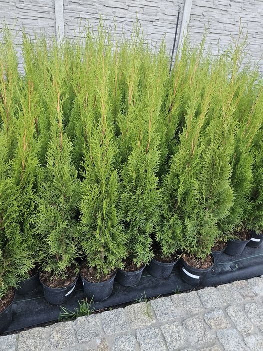 Kora sosnowa workowana .Tuja tuje szmaragd