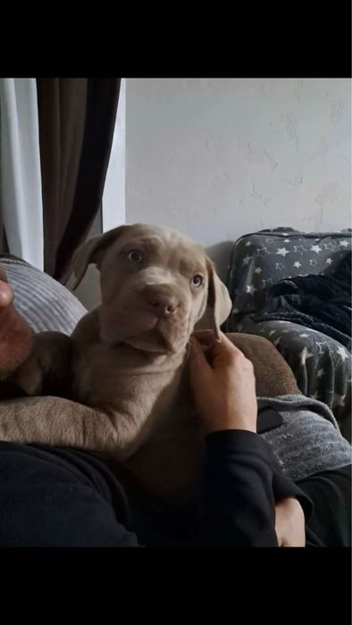 Щенята кане корсо