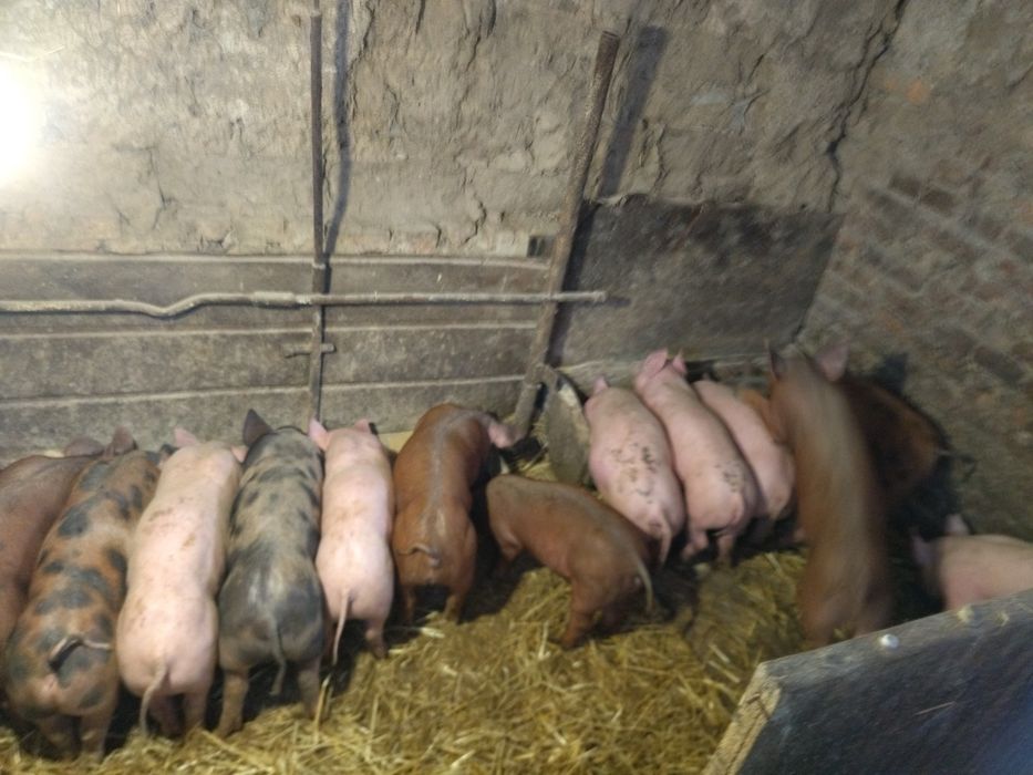 Продам домашніх поросят