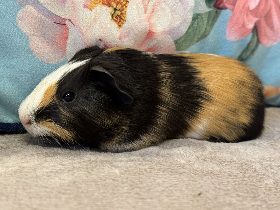 Cudna Samiczka Świnka Morska Kawia Domowa Gladkowlosa