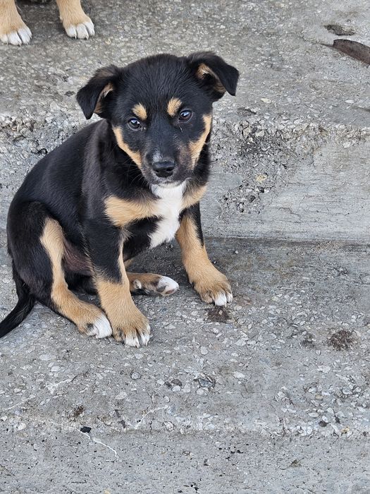 Oddam małego pieska