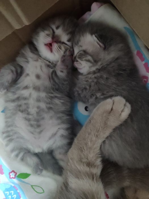 Відкрита бронь на кошенят.Чистокровні