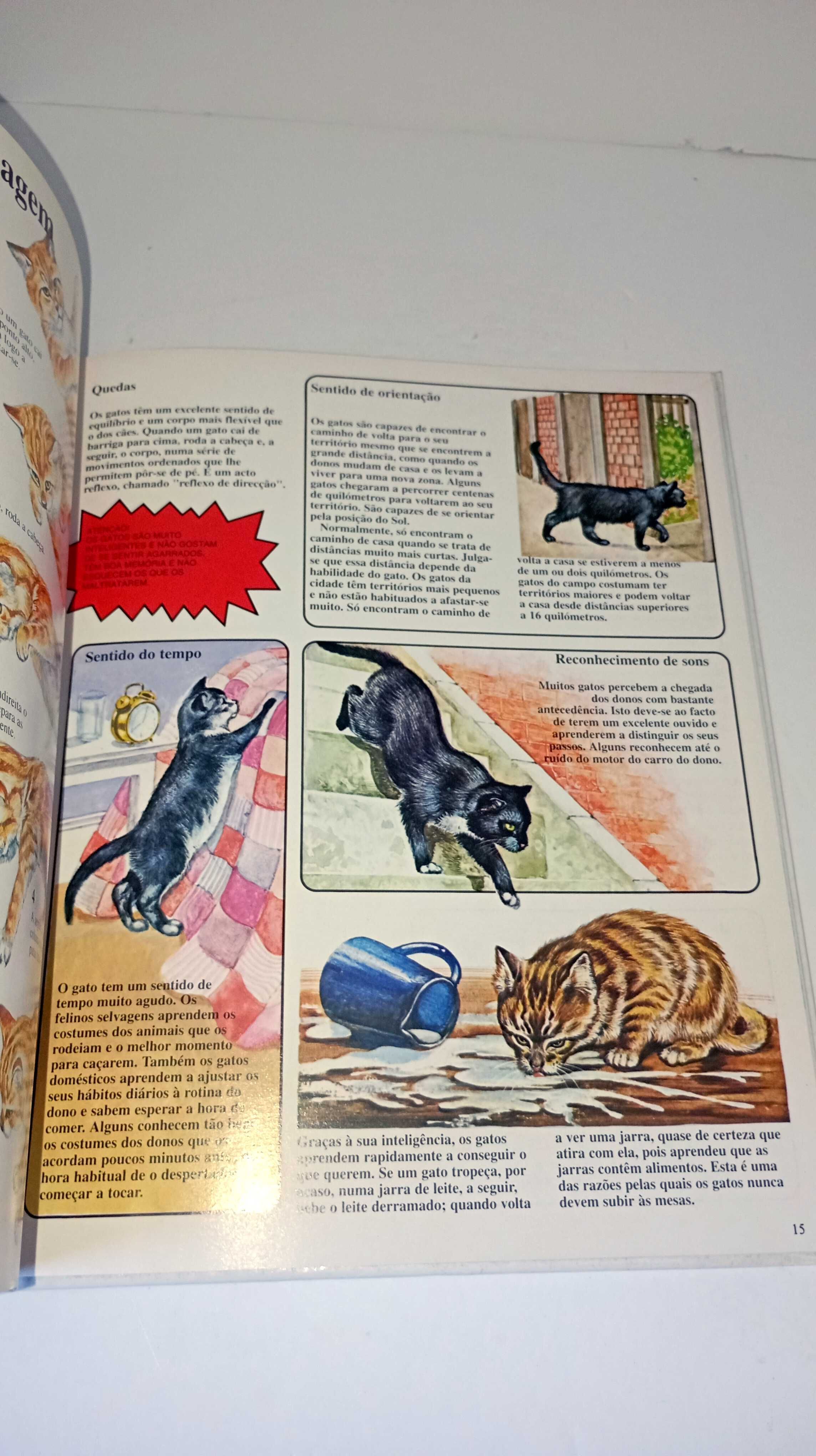Conheça os Gatos