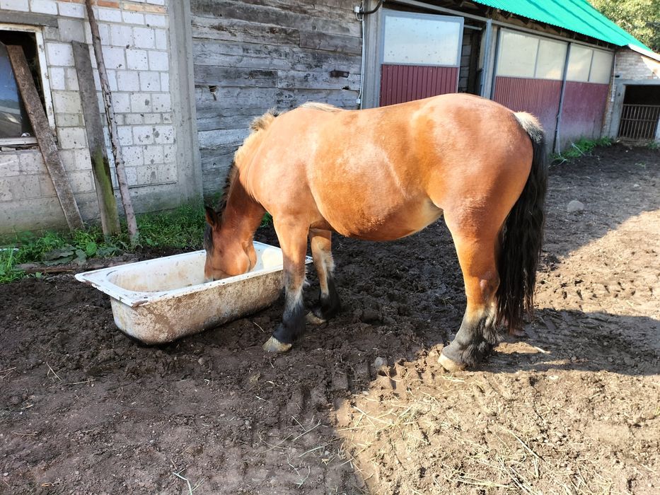 Klacz 2 lata wnuczka ankera
