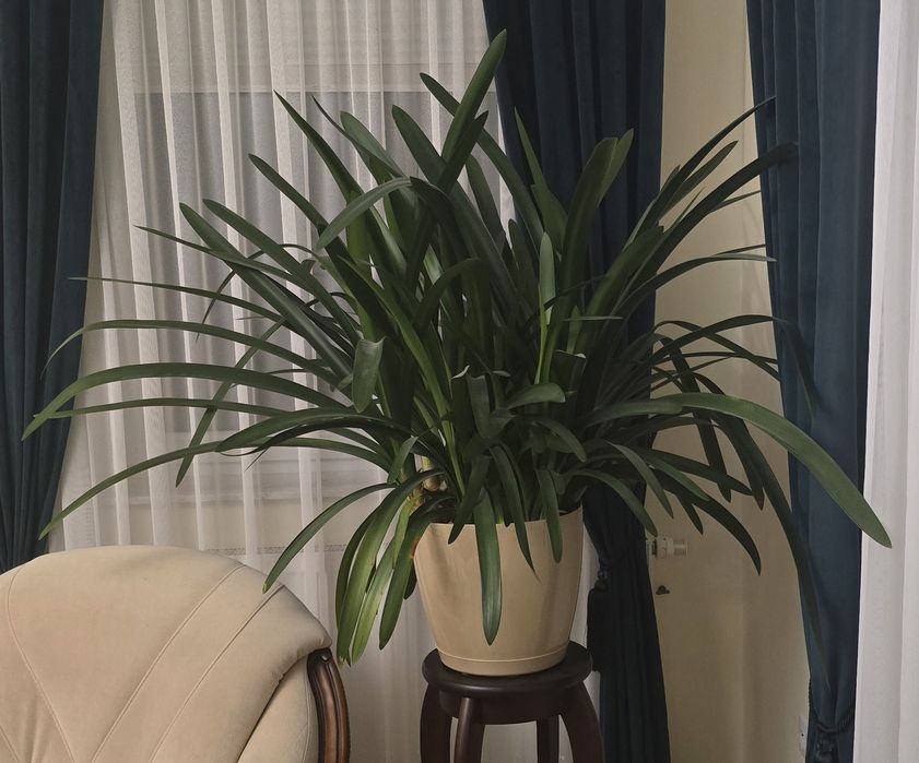 Kwiat doniczkowy kliwia