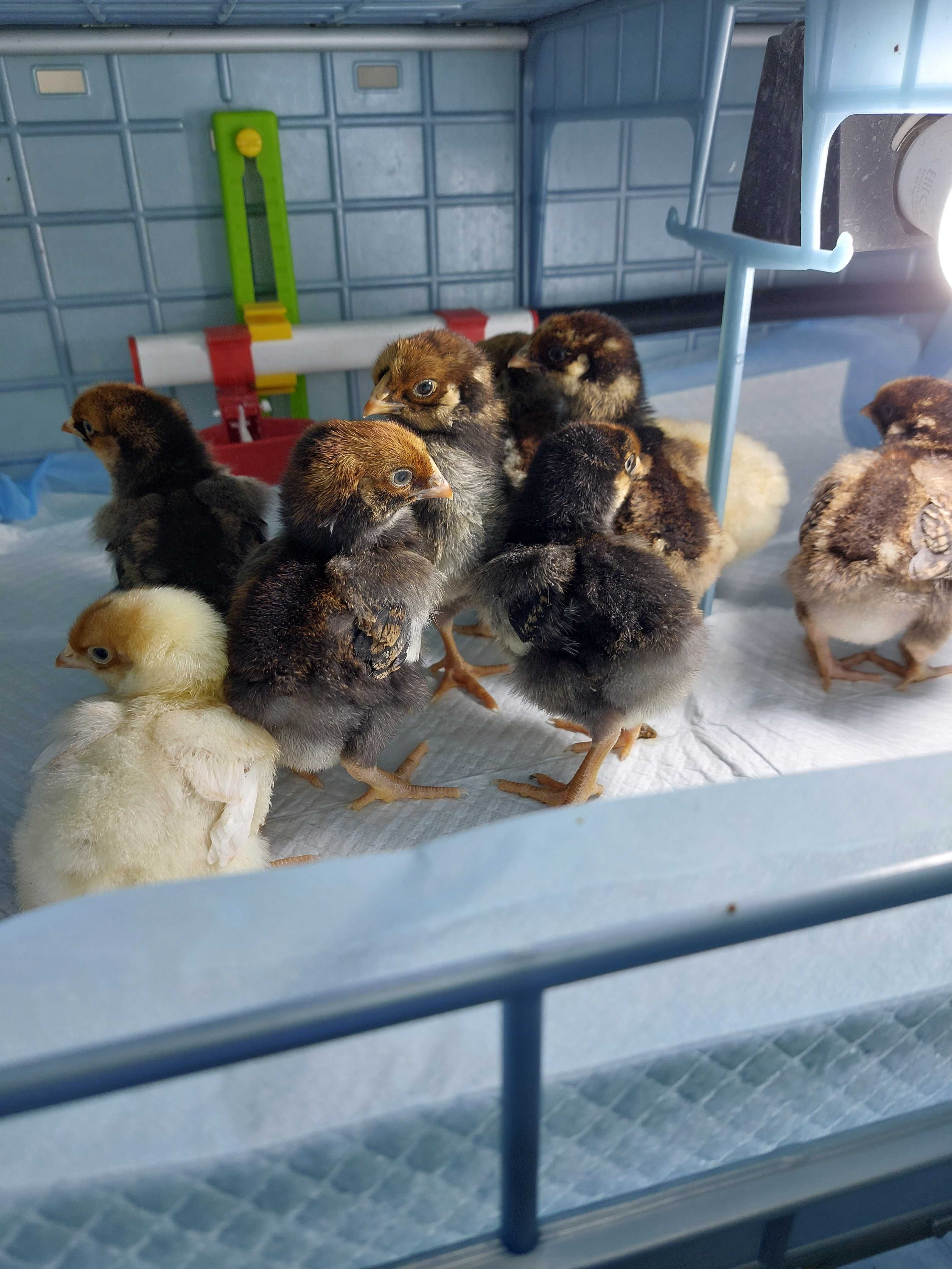 kurczęta pisklęta australorp marans wyandotte legbar cream