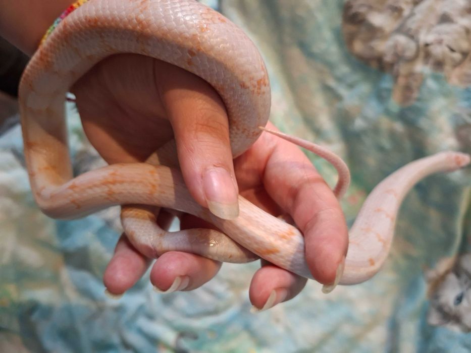 Wąż hybryda zbożówki