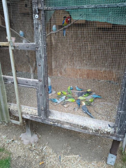 Papugi faliste 25/szt