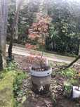 Planta de acer  vermelho