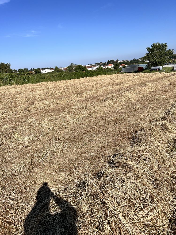 Fardos de palha 2025