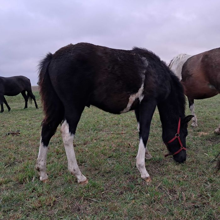 Sprzedam ogierka huculskiego. Ogier. Hucuł.