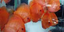 GB Dyskowce - Paletki Solid Red 8cm 79zł PROMOCJA