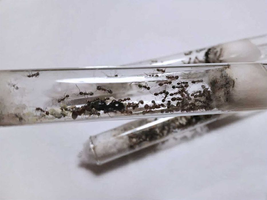 ВЕЛИКІ колонії 60+ робітників, Жнеці, Messor Structor, Мурахи